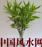 莱芜十二生肖养什么植物最旺财运？你知道吗！