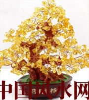 莱芜买了招财植物却不能发财，是方位摆错了！